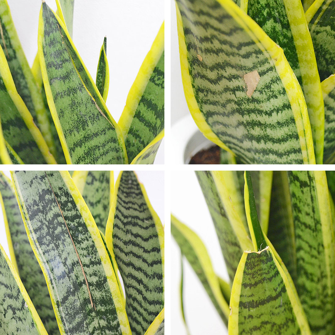 観葉植物 サンスベリア アウトレット スモール 葉の拡大