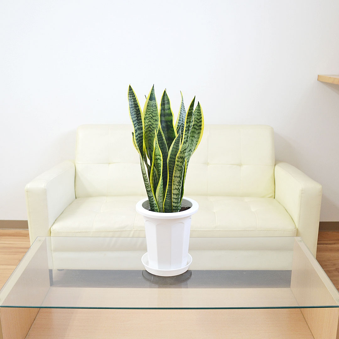 観葉植物 サンスベリア アウトレット スモール イメージ2
