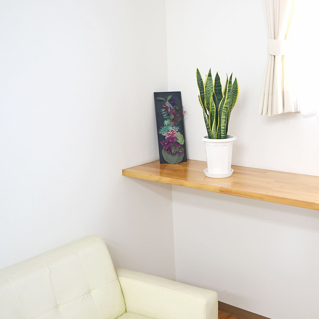 観葉植物 サンスベリア アウトレット スモール イメージ3
