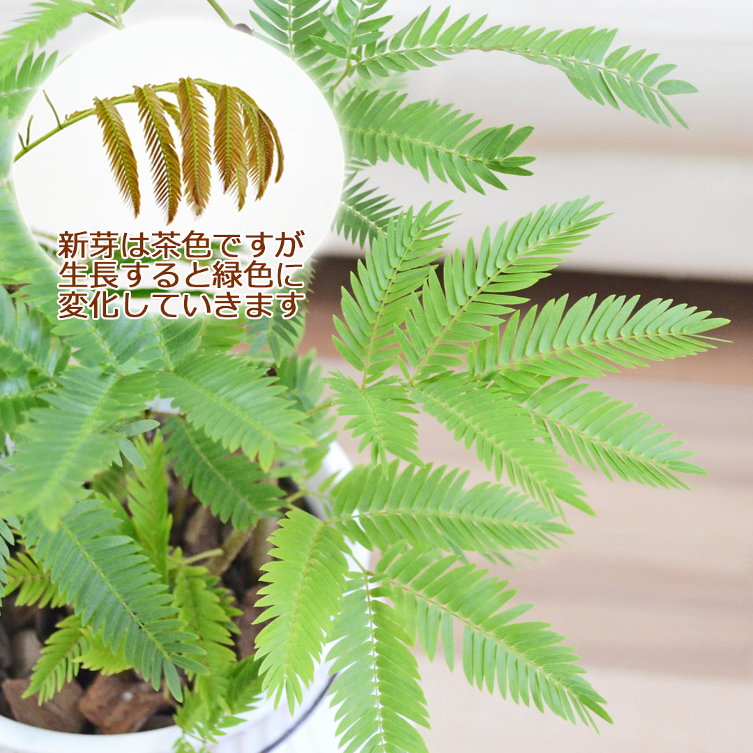 観葉植物 エバーフレッシュ 陶器鉢 葉の拡大