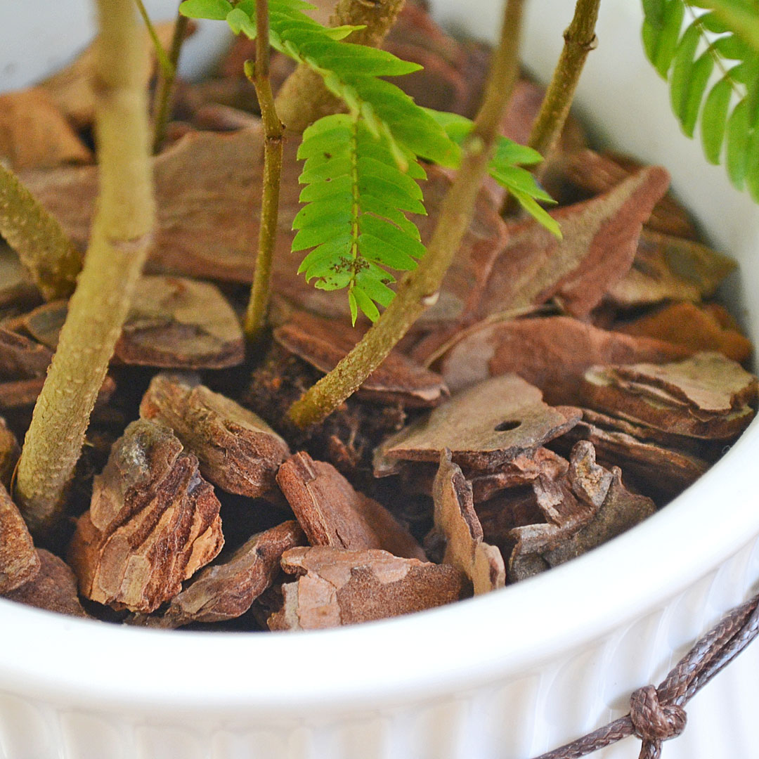 観葉植物 エバーフレッシュ 陶器鉢 土の表面の拡大
