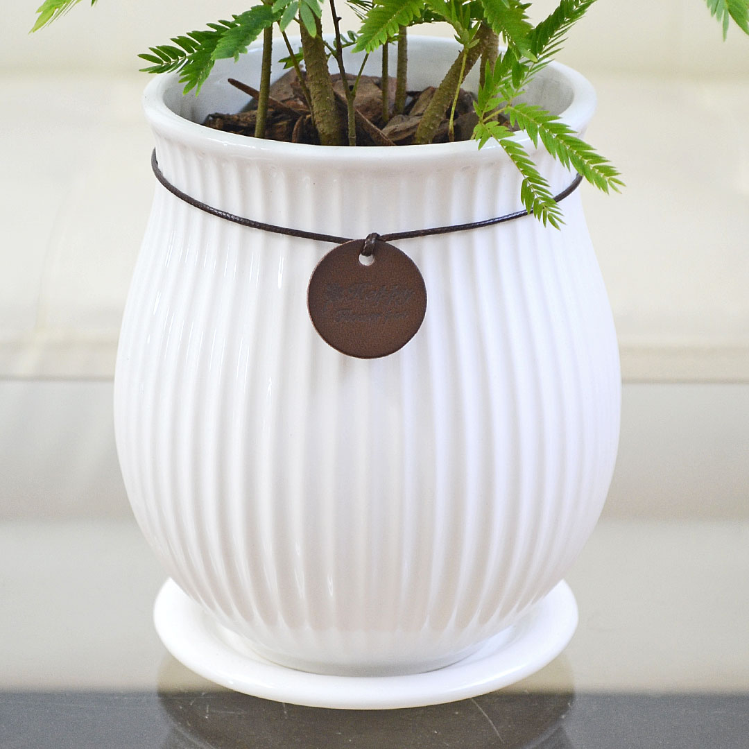 観葉植物 エバーフレッシュ 陶器鉢 陶器鉢の拡大