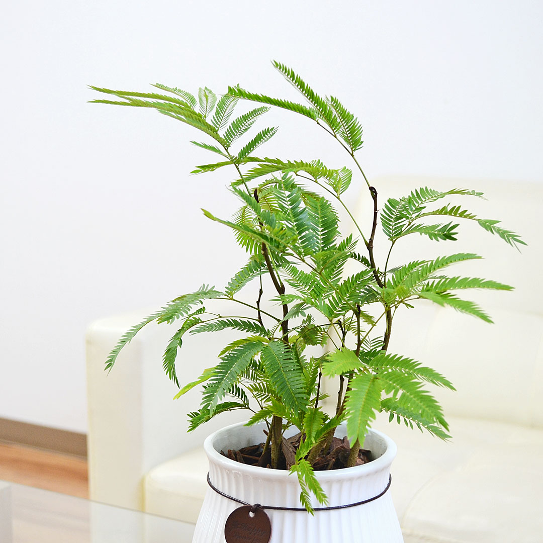 観葉植物 エバーフレッシュ 陶器鉢 イメージ