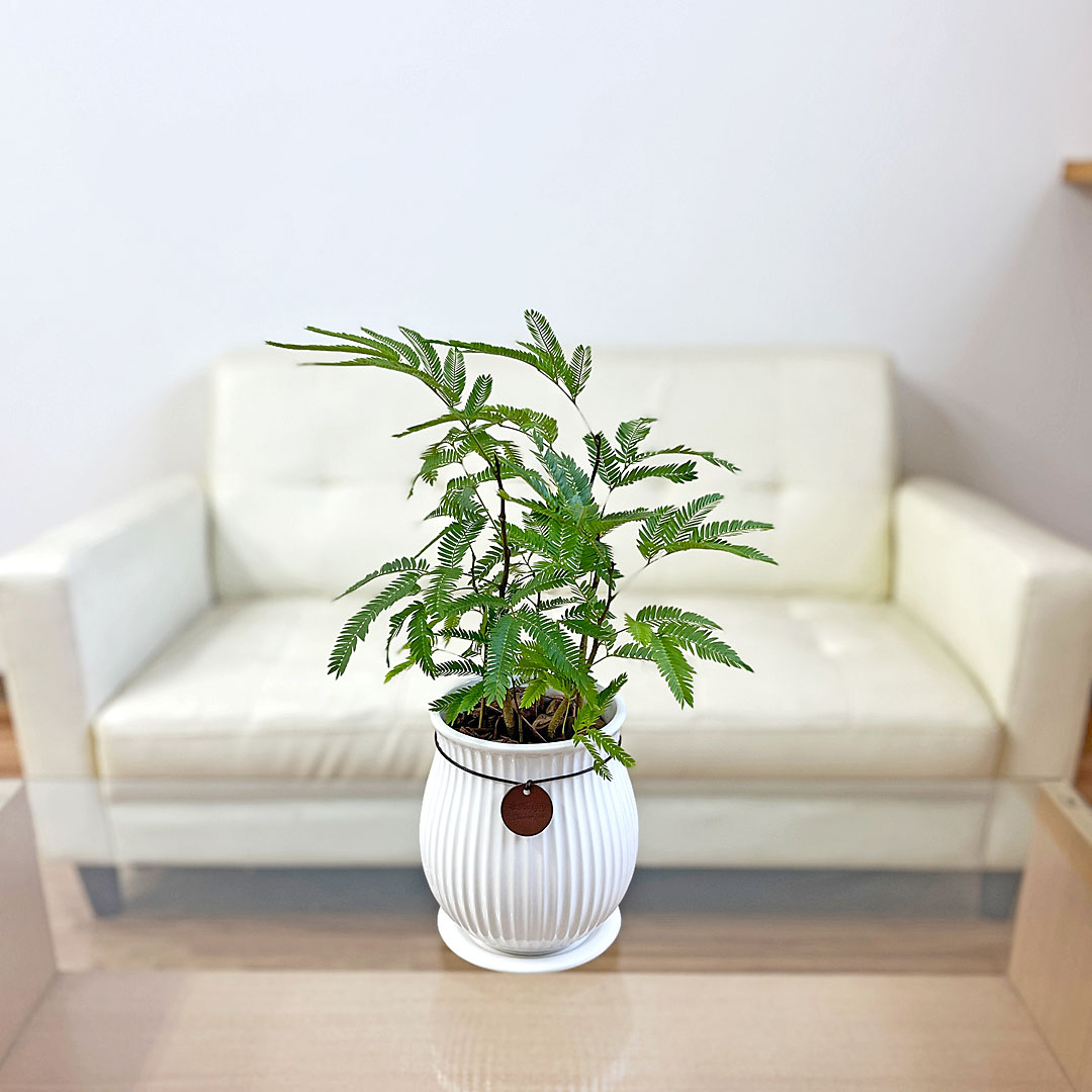 観葉植物 エバーフレッシュ 陶器鉢 イメージ2