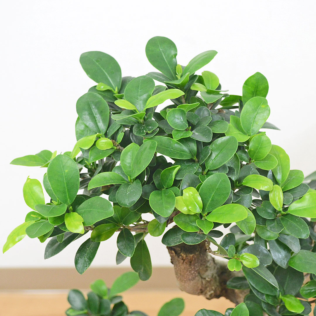 観葉植物 ガジュマル 曲がり仕立て セメント鉢 葉の拡大
