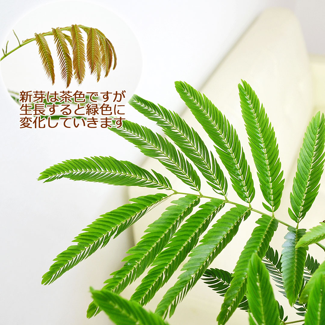 観葉植物 エバーフレッシュ 曲がり仕立て 陶器鉢 葉の拡大