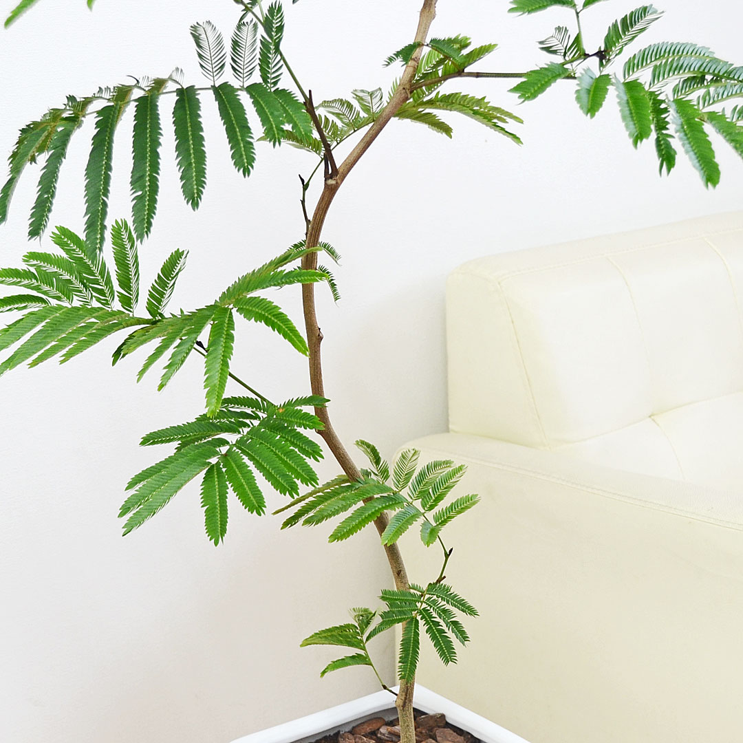 観葉植物 エバーフレッシュ 曲がり仕立て 陶器鉢 幹の拡大