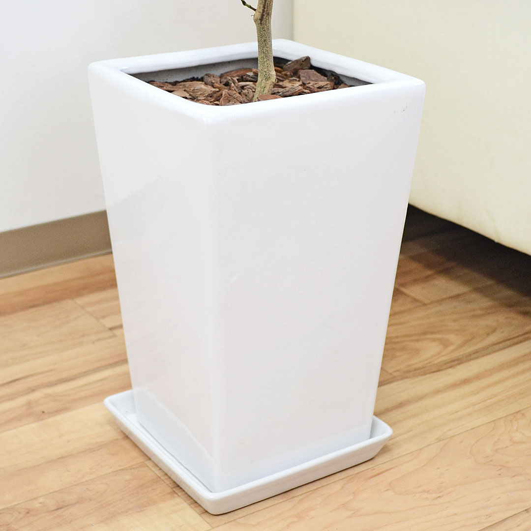 観葉植物 エバーフレッシュ 曲がり仕立て 陶器鉢 鉢の拡大