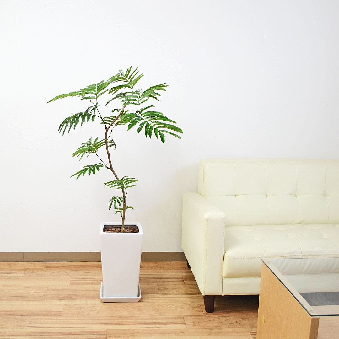 観葉植物 エバーフレッシュ 曲がり仕立て 陶器鉢 イメージ