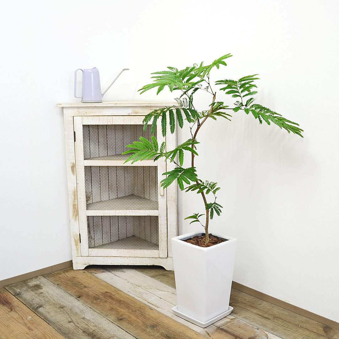 観葉植物 エバーフレッシュ 曲がり仕立て 陶器鉢 イメージ2