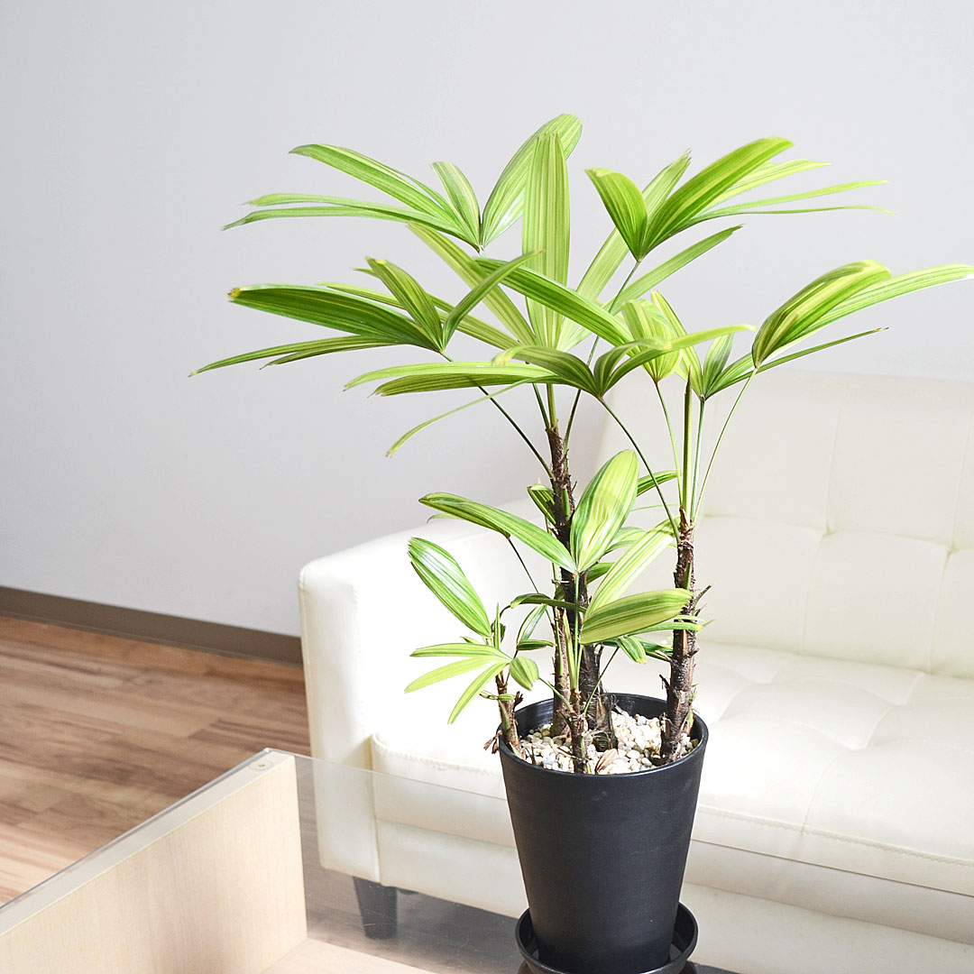 観葉植物 観音竹 瑞晃錦 セラアート鉢 5号 イメージ