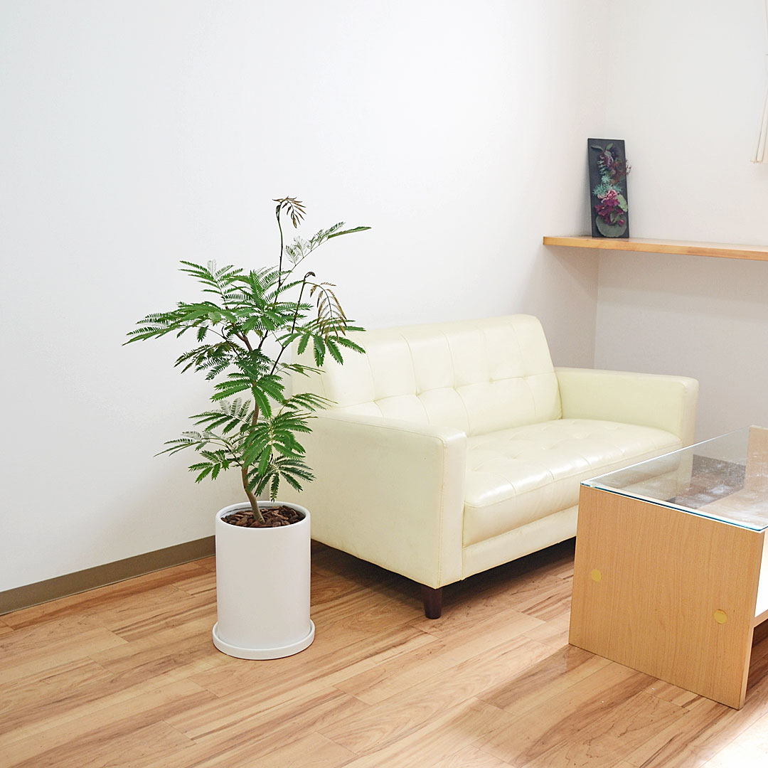 観葉植物 エバーフレッシュ 7号 陶器鉢 イメージ