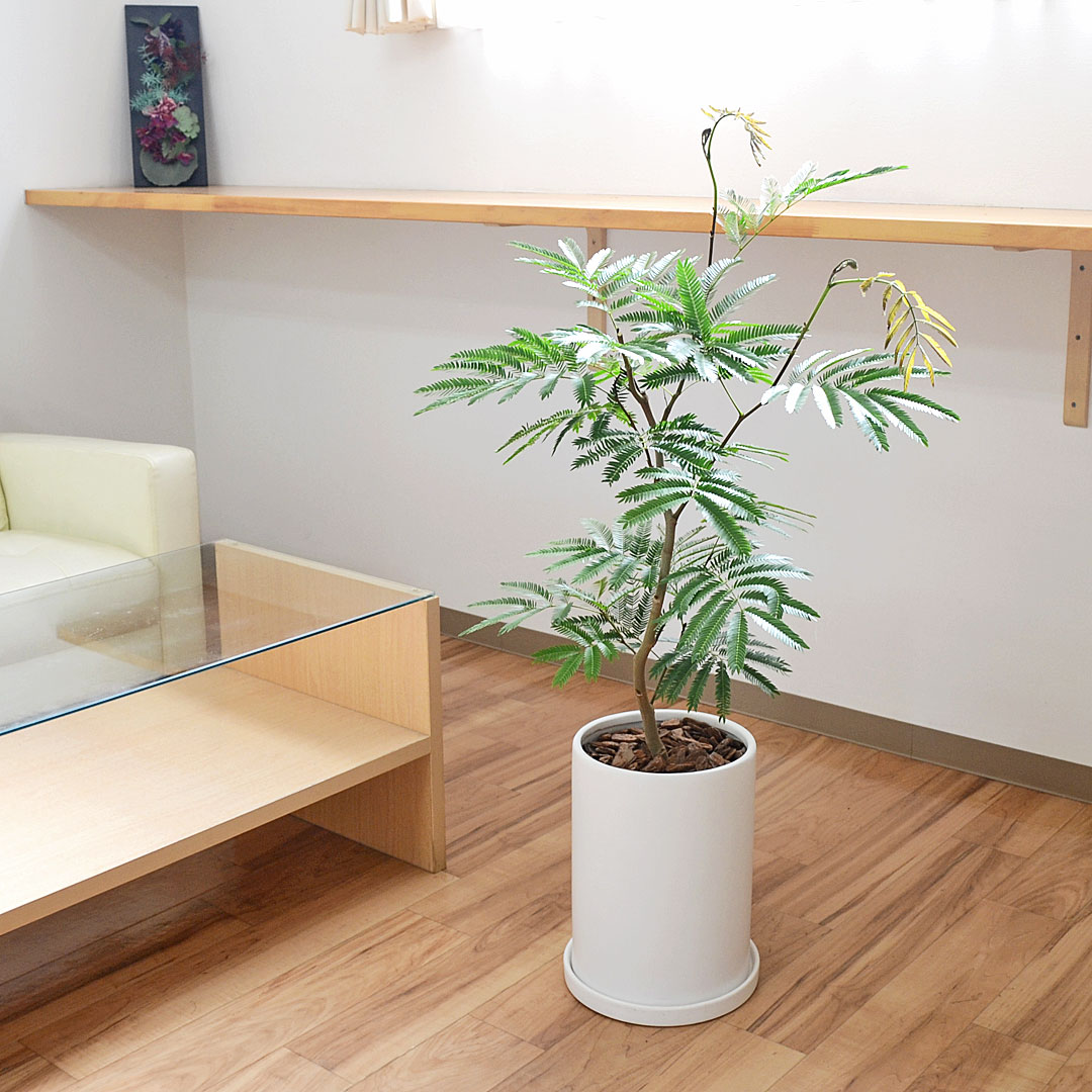 観葉植物 エバーフレッシュ 7号 陶器鉢 イメージ2