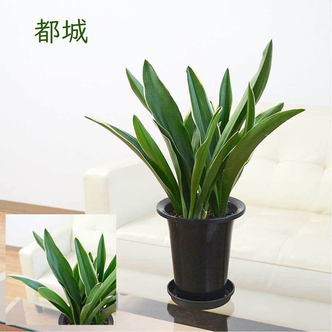 観葉植物 万年青 5.5号 都城