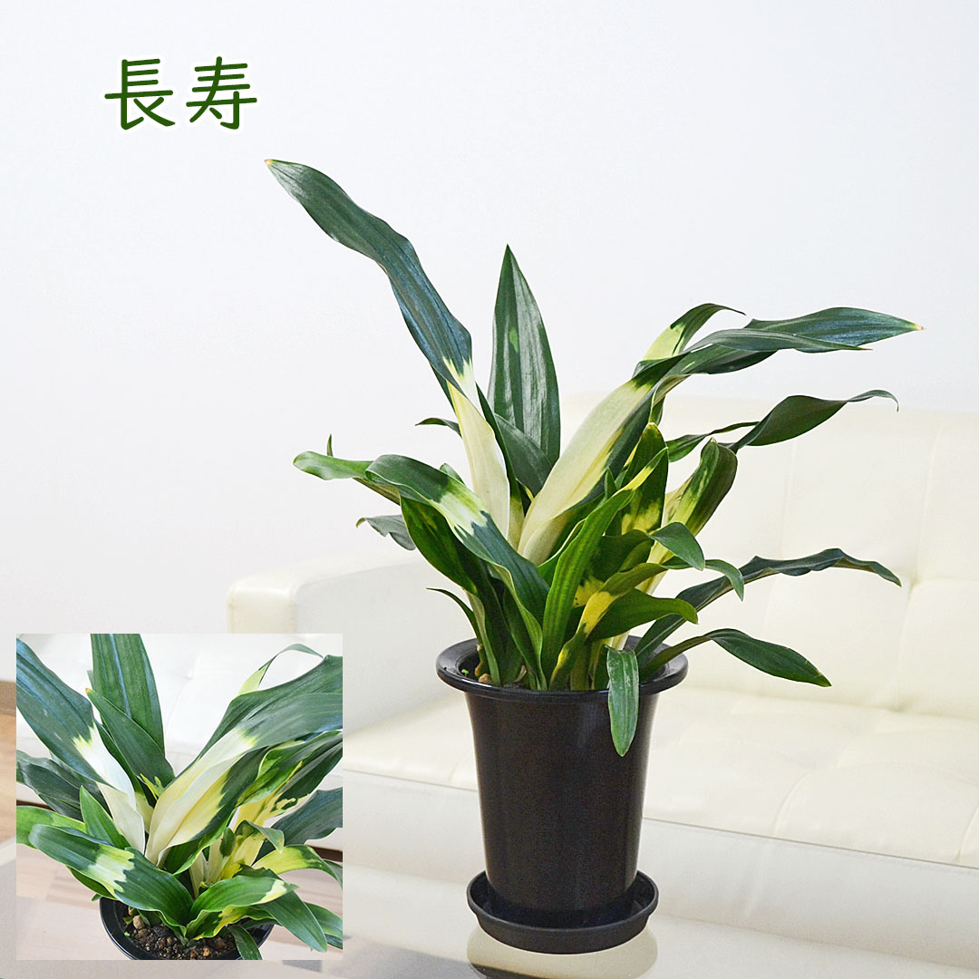 観葉植物 万年青 5.5号 長寿