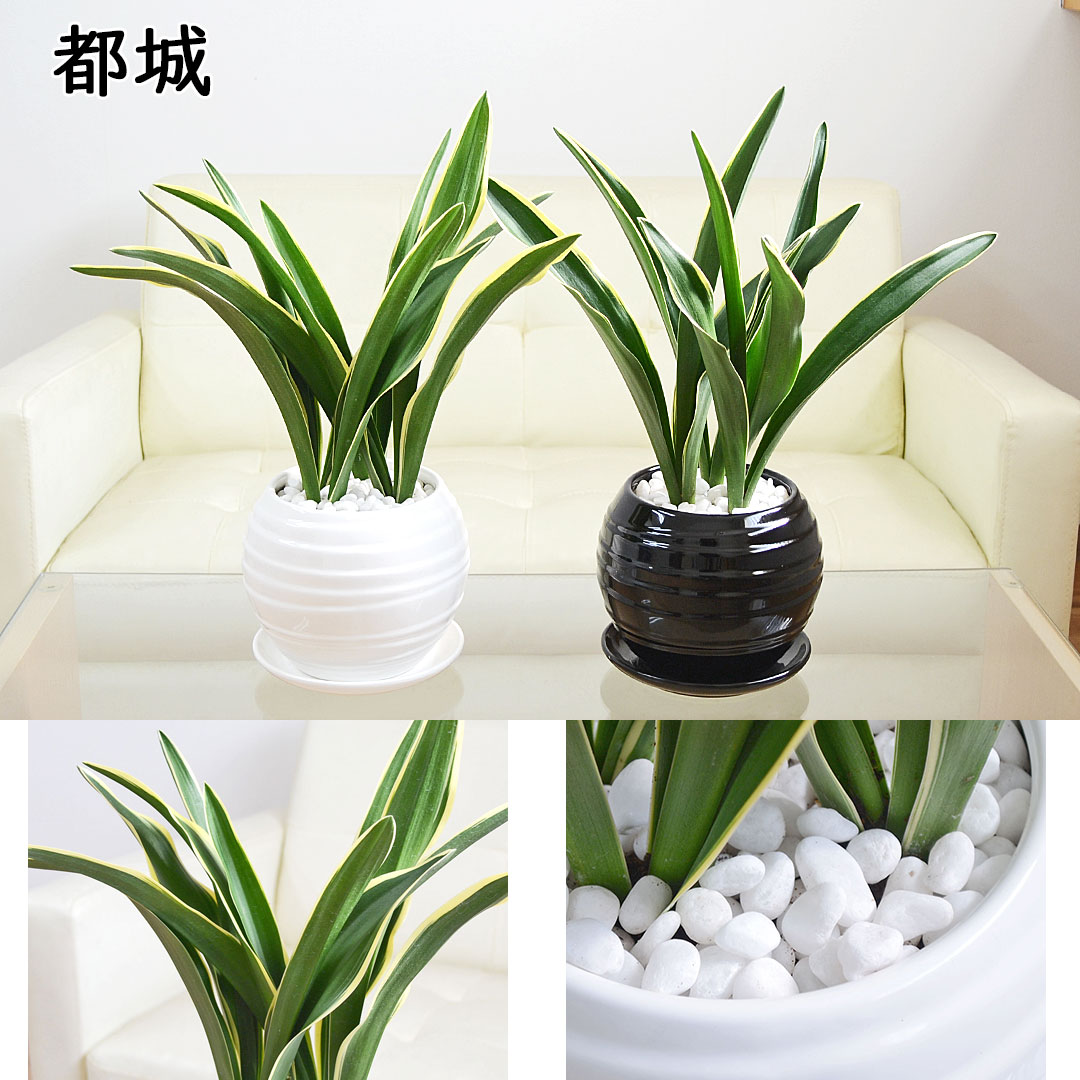 観葉植物の販売・ギフトならフラワーコーポレーション / 観葉植物