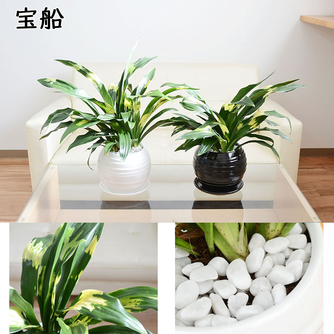 観葉植物 万年青 陶器鉢 宝船