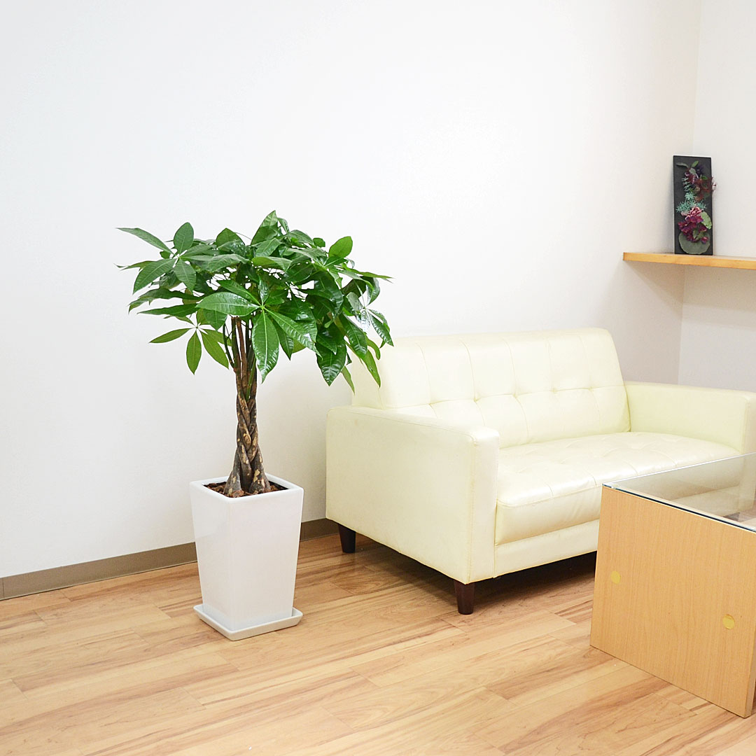 観葉植物 パキラ 7号 陶器鉢 イメージ