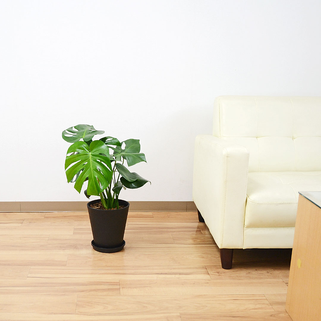観葉植物 モンステラ 6号 セラアート鉢 イメージ