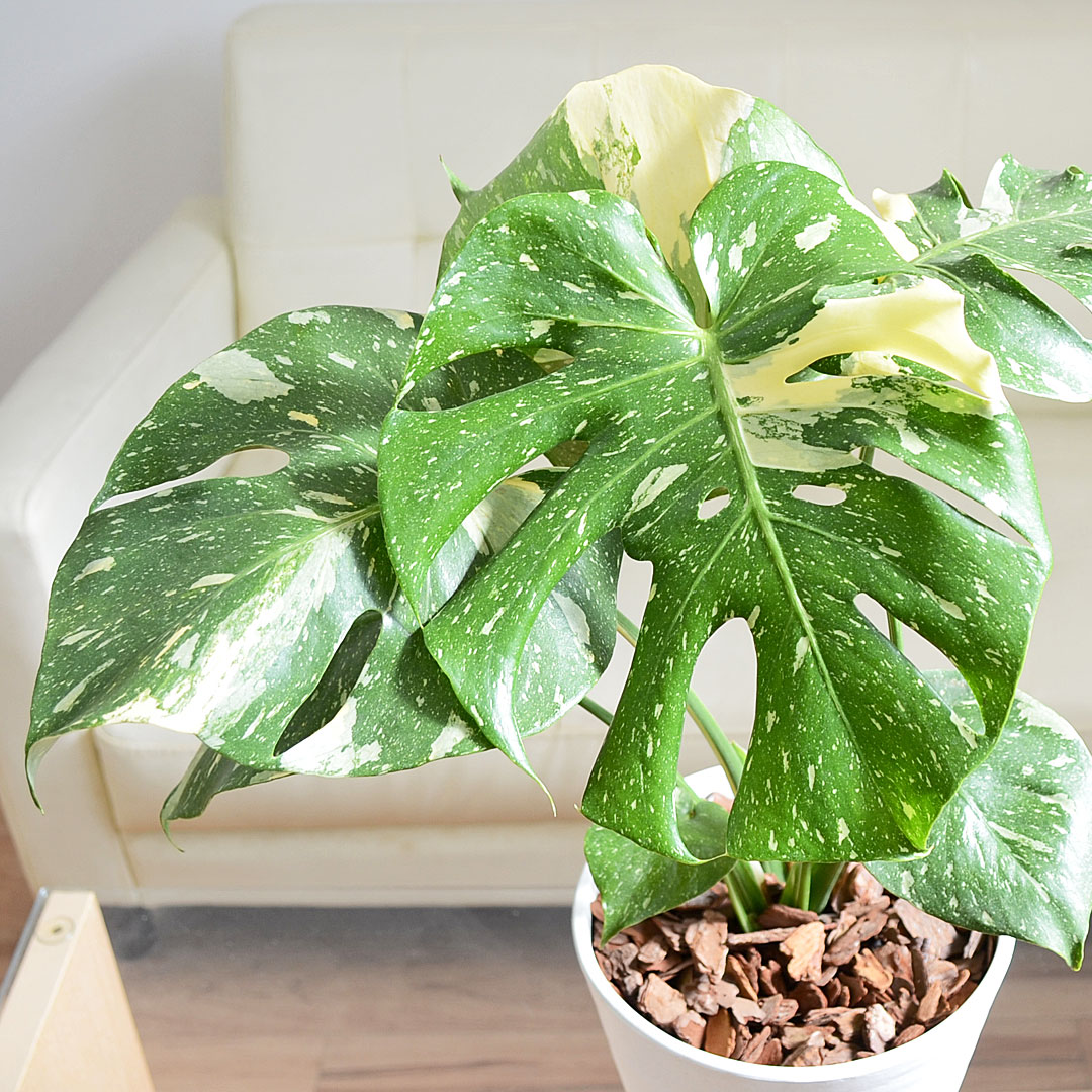 観葉植物 モンステラ タイコンステレーション 6号 セラアート鉢 葉の拡大