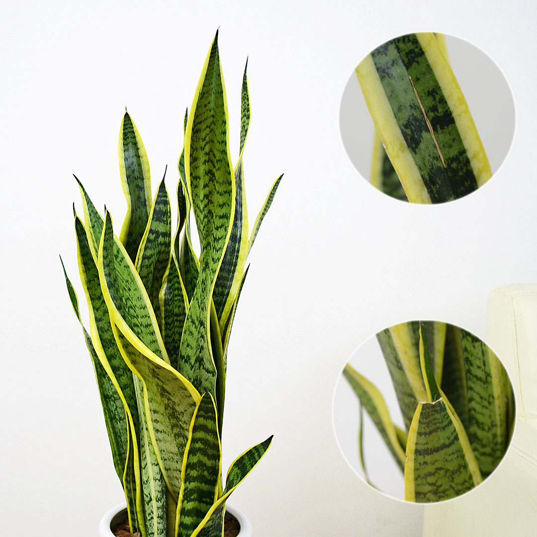 観葉植物 サンスベリア 7号陶器鉢 葉の拡大