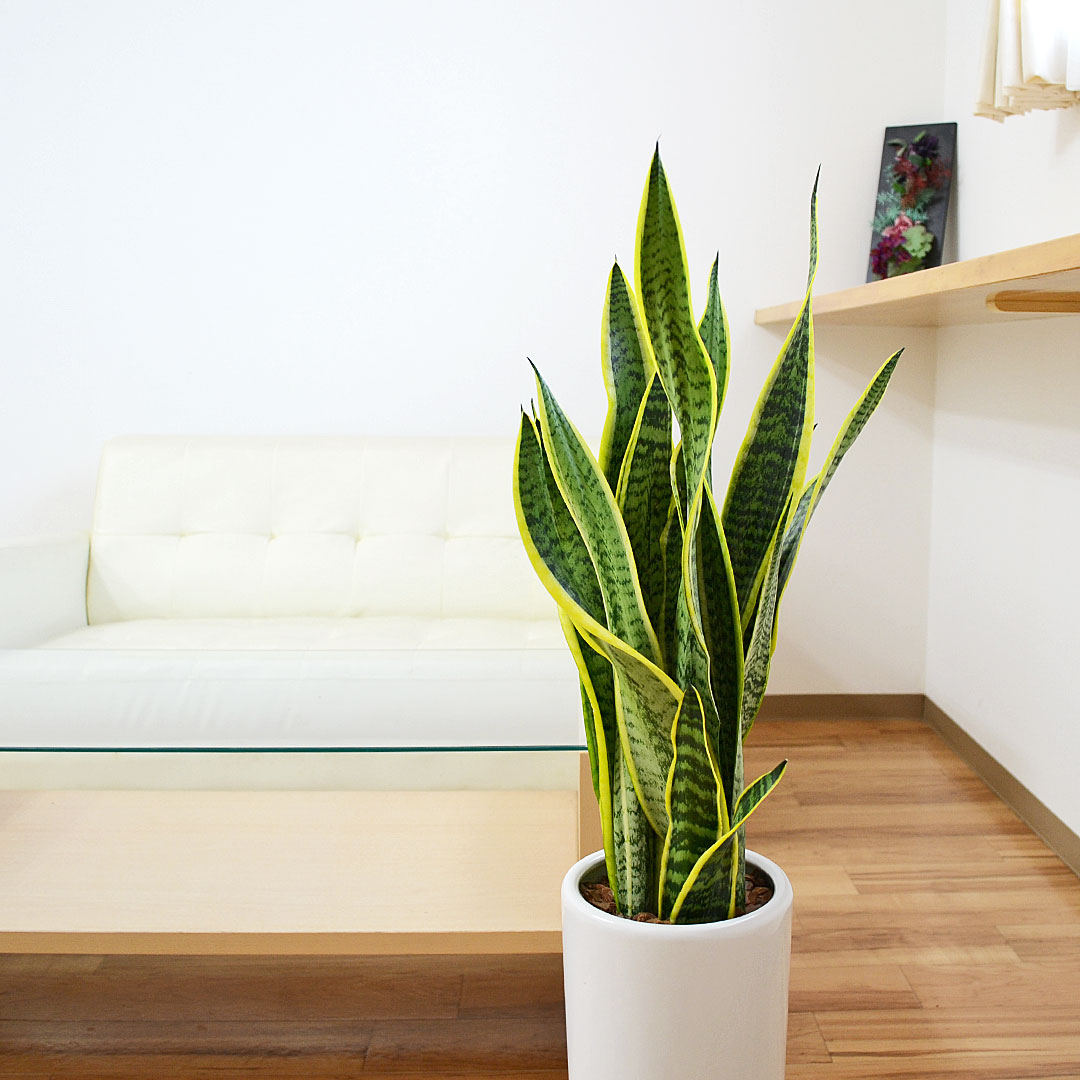 観葉植物 サンスベリア 7号陶器鉢 イメージ