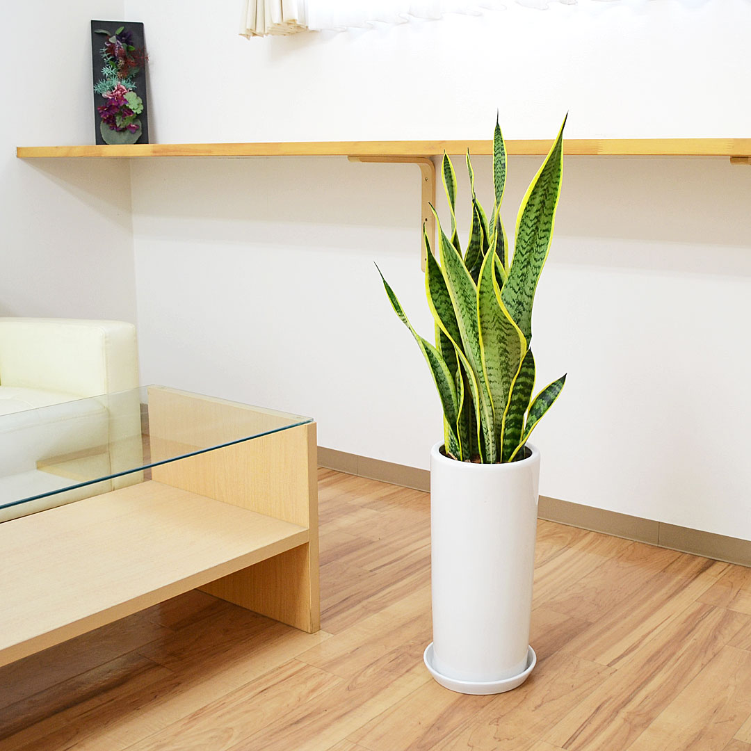 観葉植物 サンスベリア 7号陶器鉢 イメージ3