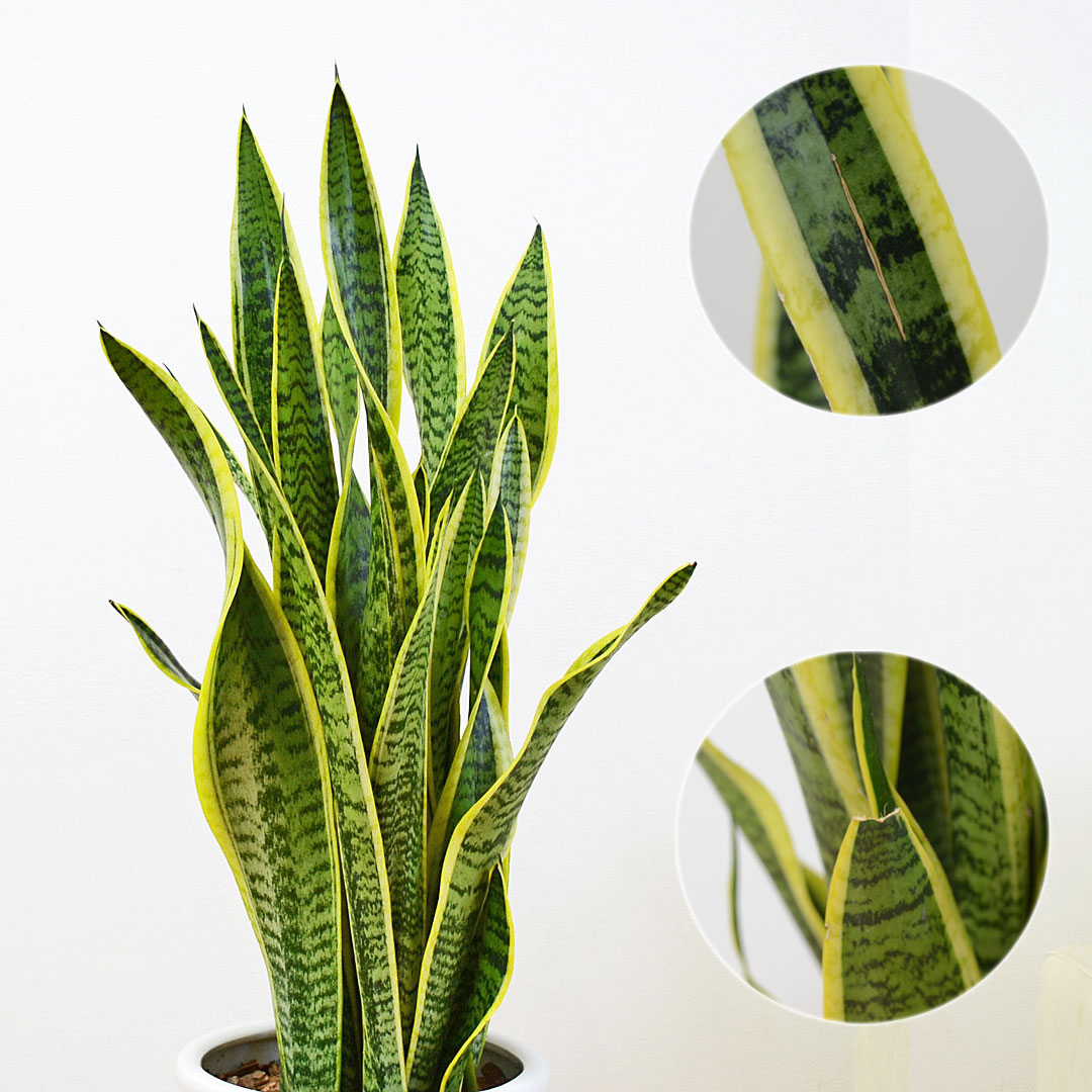 観葉植物 サンスベリア 8号陶器鉢 葉の拡大