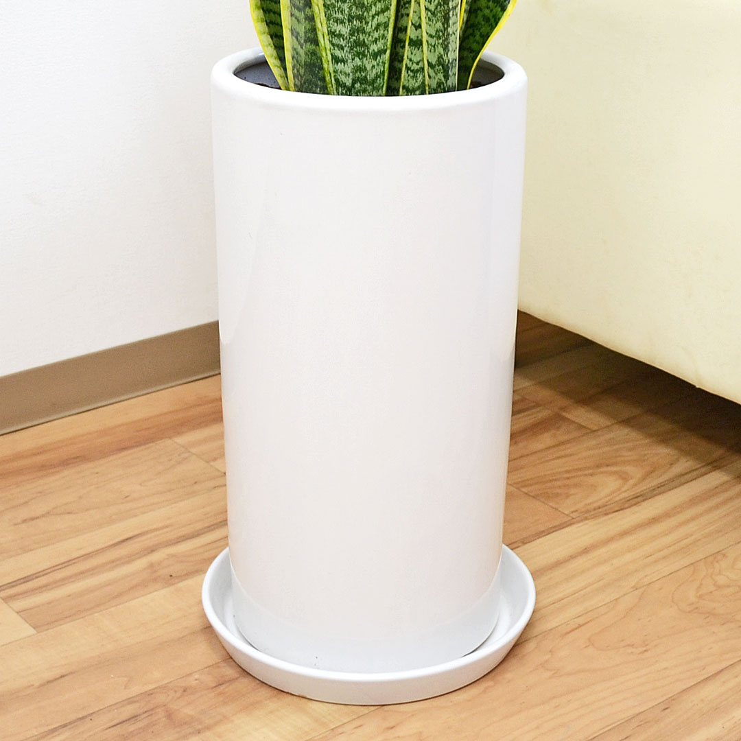 観葉植物 サンスベリア 8号陶器鉢 陶器鉢の拡大