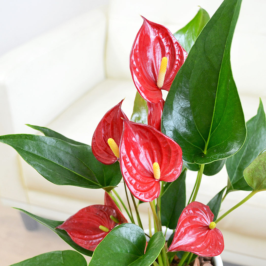 観葉植物 アンスリウム 4号陶器鉢 葉の拡大