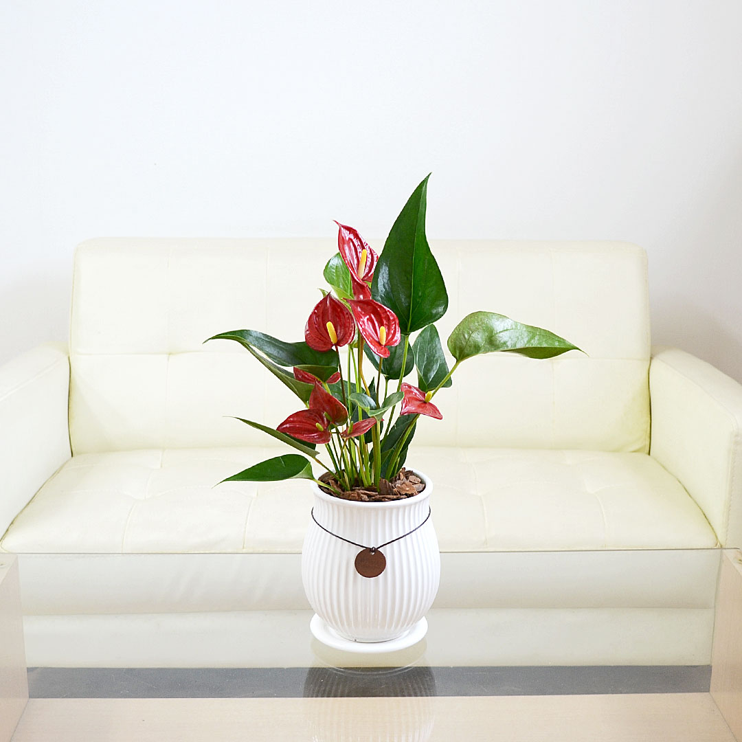 観葉植物 アンスリウム 4号陶器鉢 イメージ