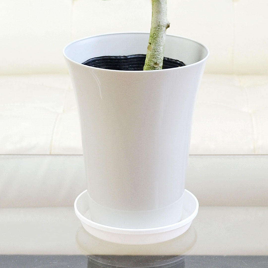観葉植物 ベンガレンシス 曲がり プラ鉢カバー付き 6号 陶器鉢の拡大