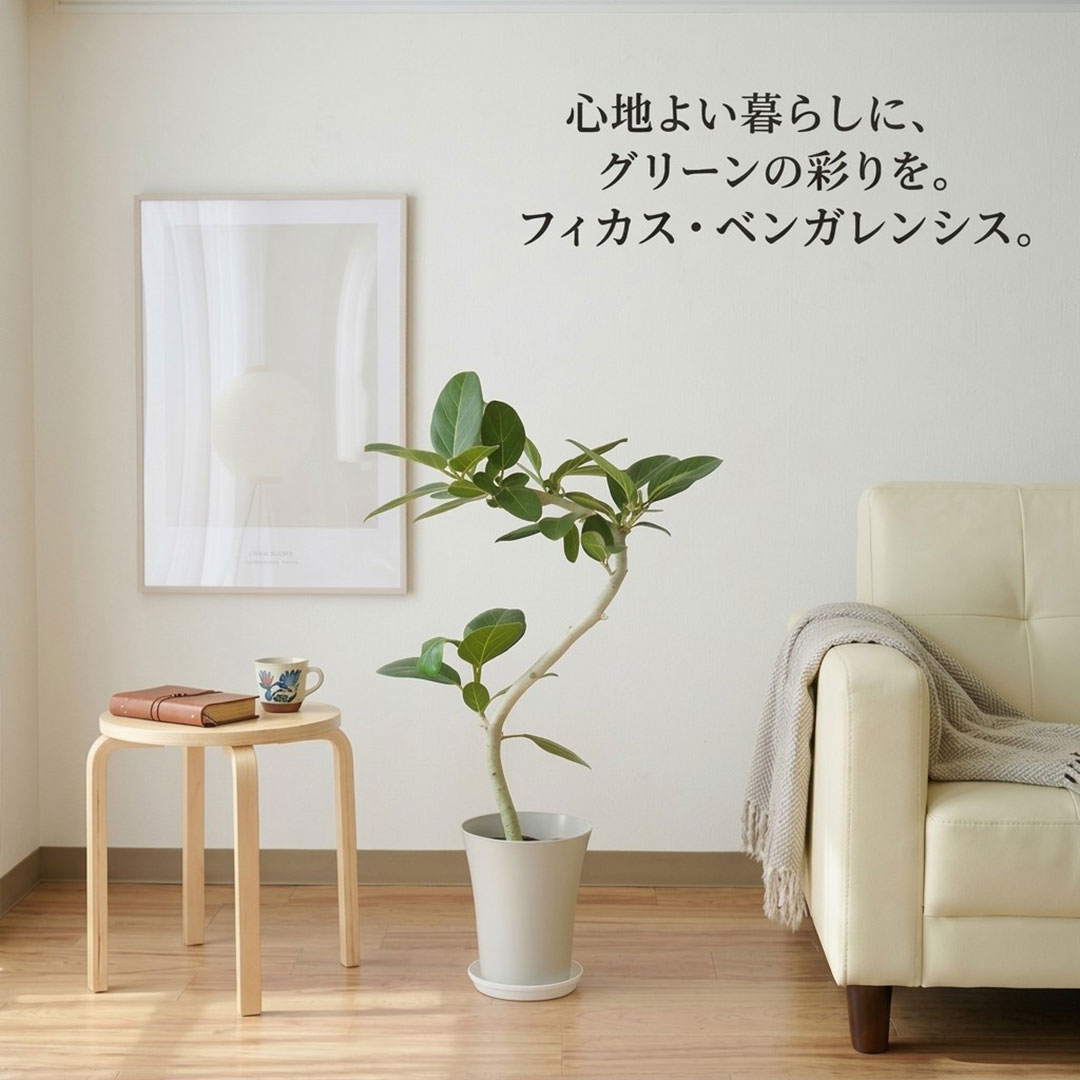 観葉植物 ベンガレンシス 曲がり プラ鉢カバー付き 6号 イメージ