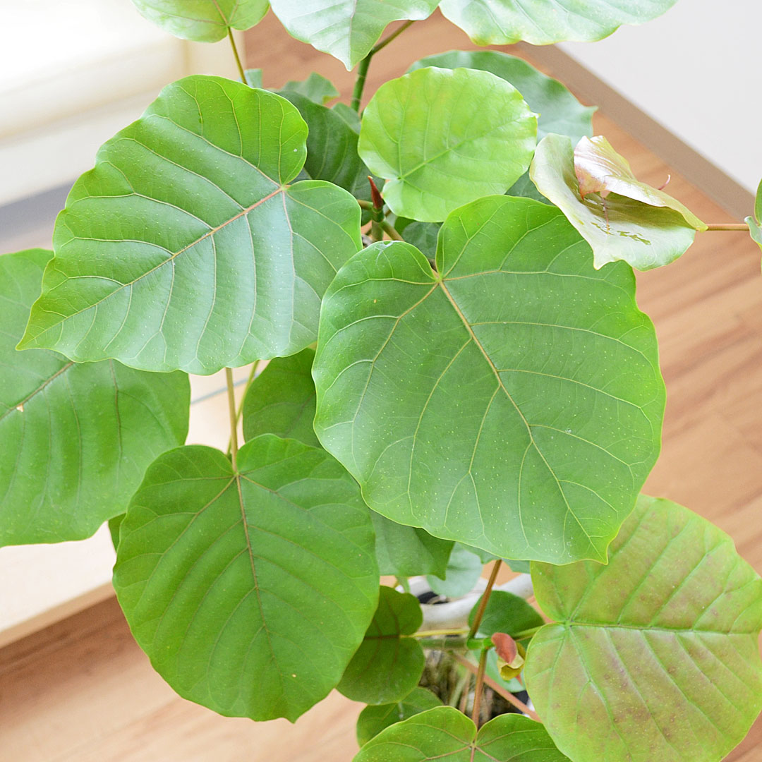 観葉植物 ウンベラータ 曲がり プラ鉢カバー付き 6号 葉の拡大