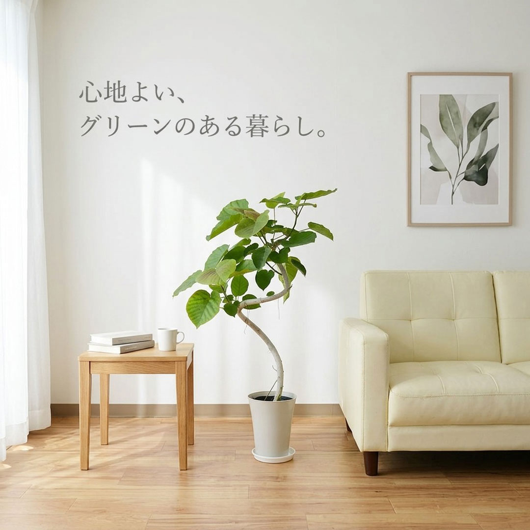 観葉植物 ウンベラータ 曲がり プラ鉢カバー付き 6号 イメージ