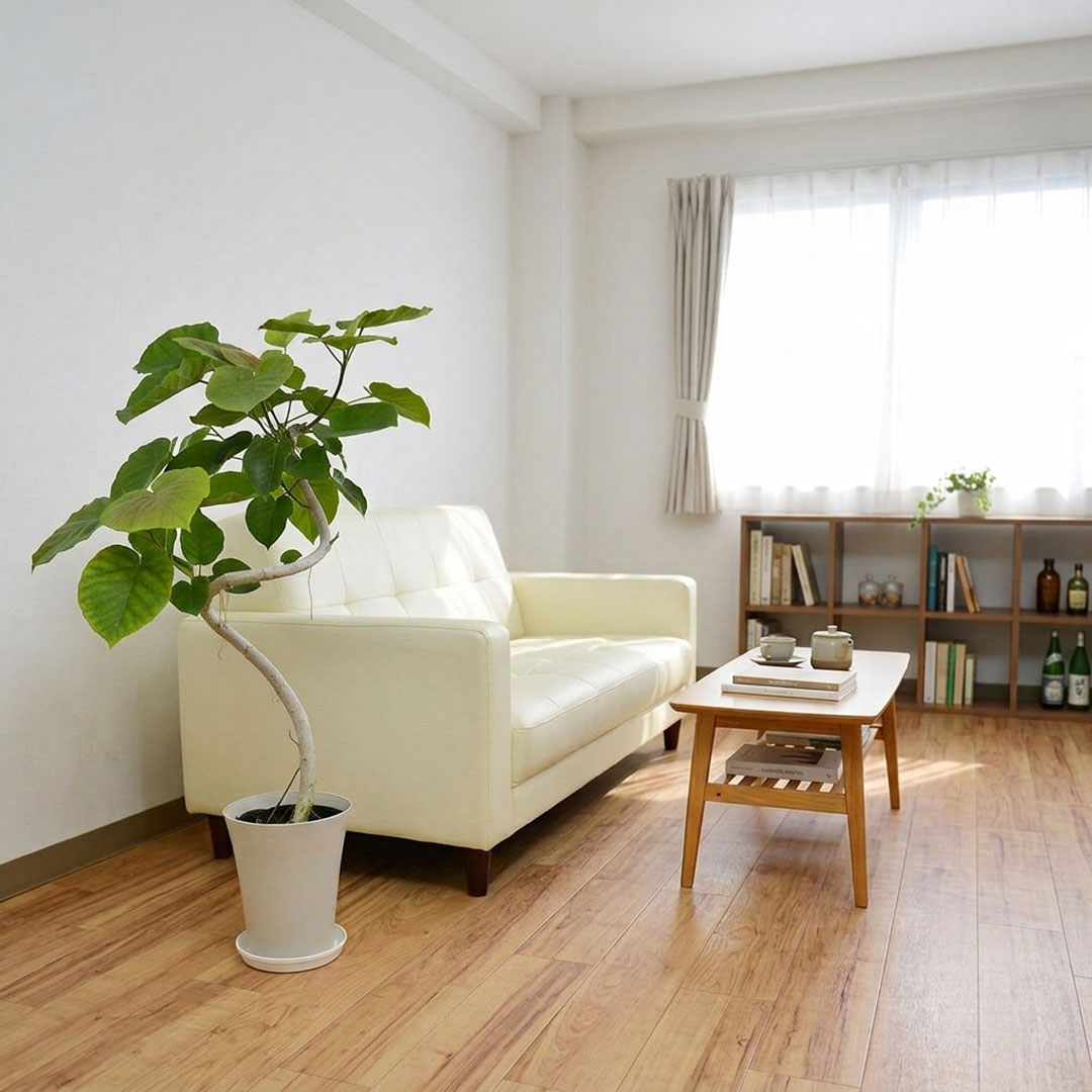 観葉植物 ウンベラータ 曲がり プラ鉢カバー付き 6号 イメージ2