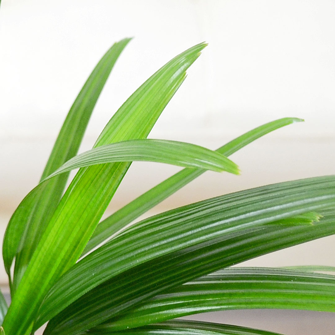 観葉植物 観音竹 4号 陶器鉢 葉の拡大