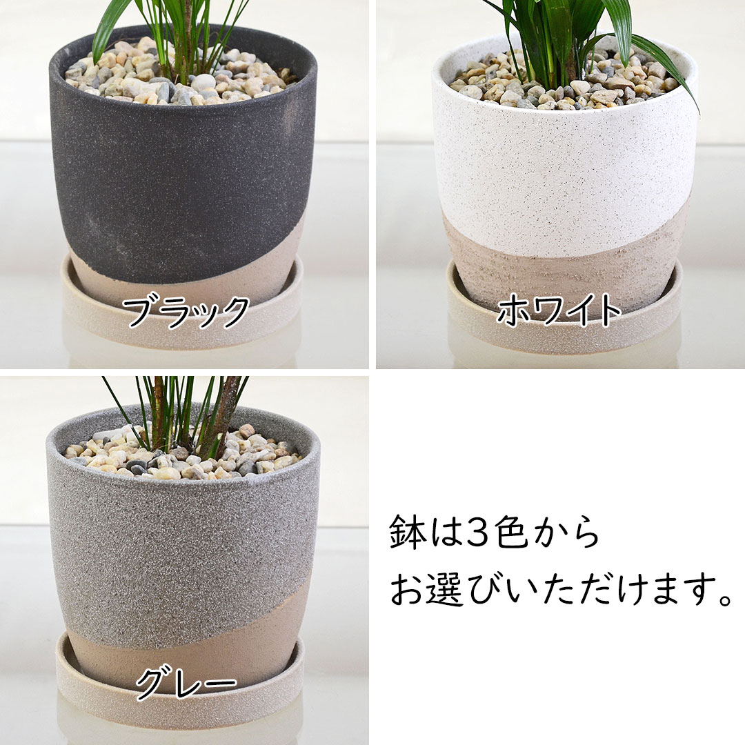 観葉植物 観音竹 4号 陶器鉢 陶器鉢の拡大