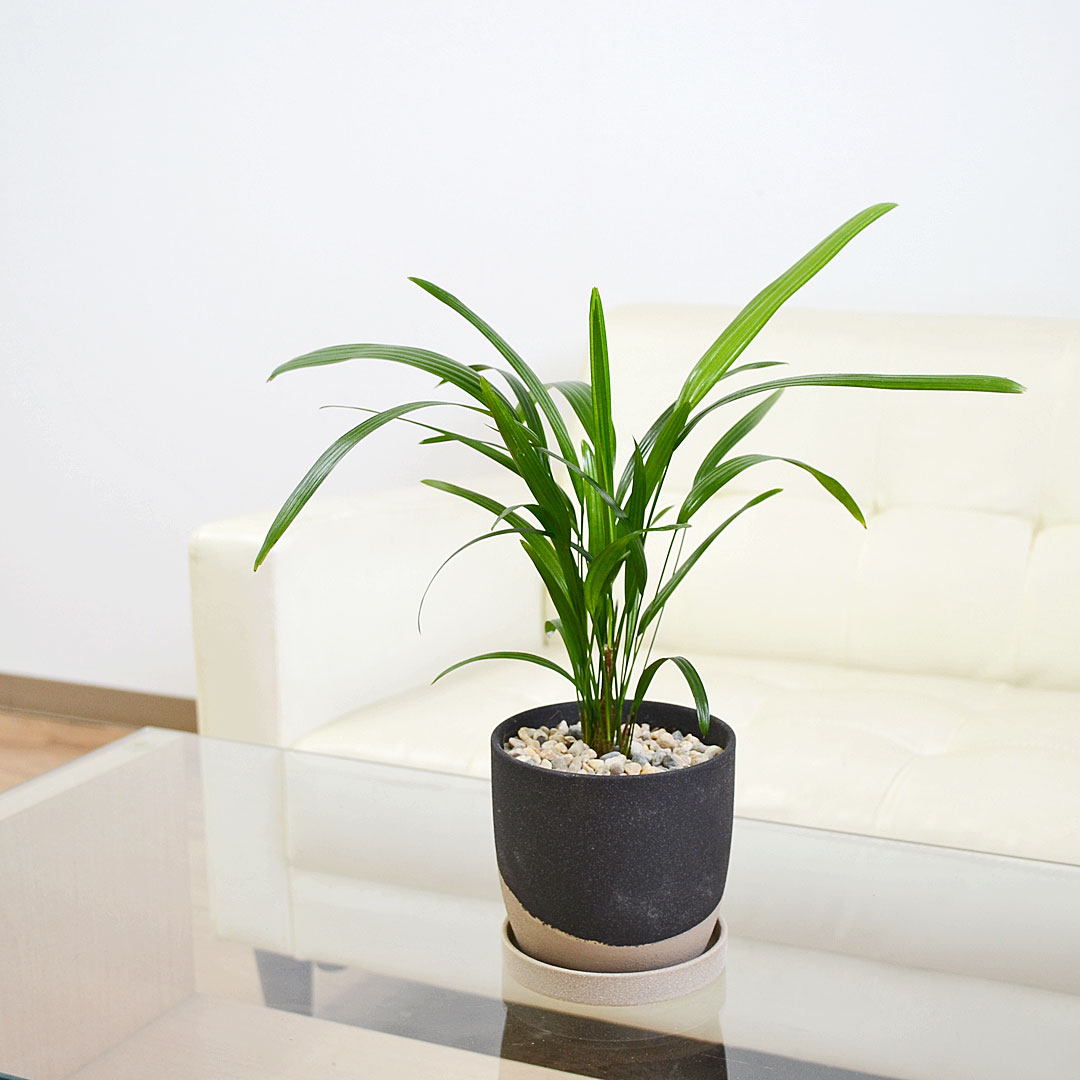 観葉植物 観音竹 4号 陶器鉢 イメージ2