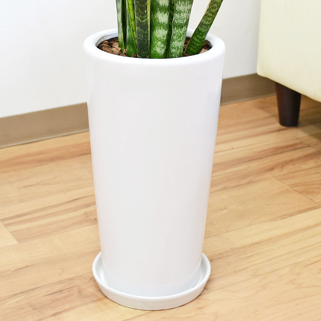 観葉植物 サンスベリア 陶器鉢 陶器鉢の拡大