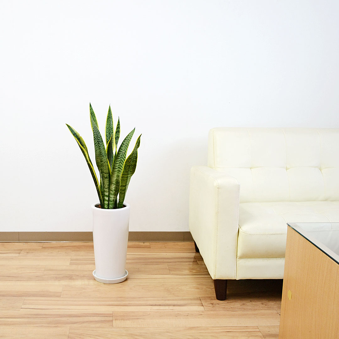 観葉植物 サンスベリア 陶器鉢 イメージ