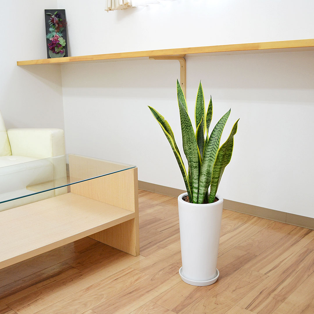 観葉植物 サンスベリア 陶器鉢 イメージ2