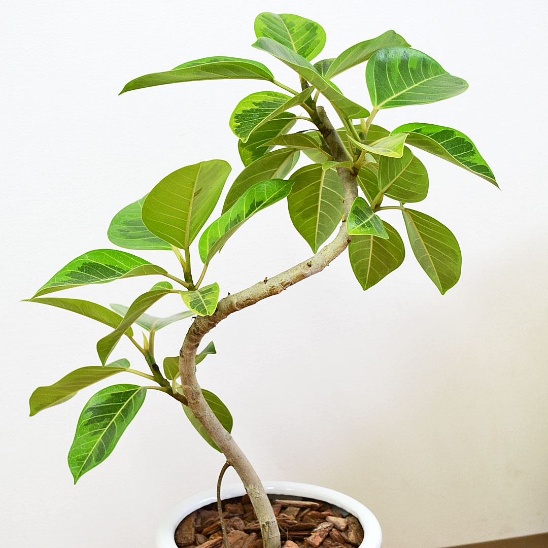 観葉植物 アルテシーマ 曲がり 陶器鉢 幹の拡大