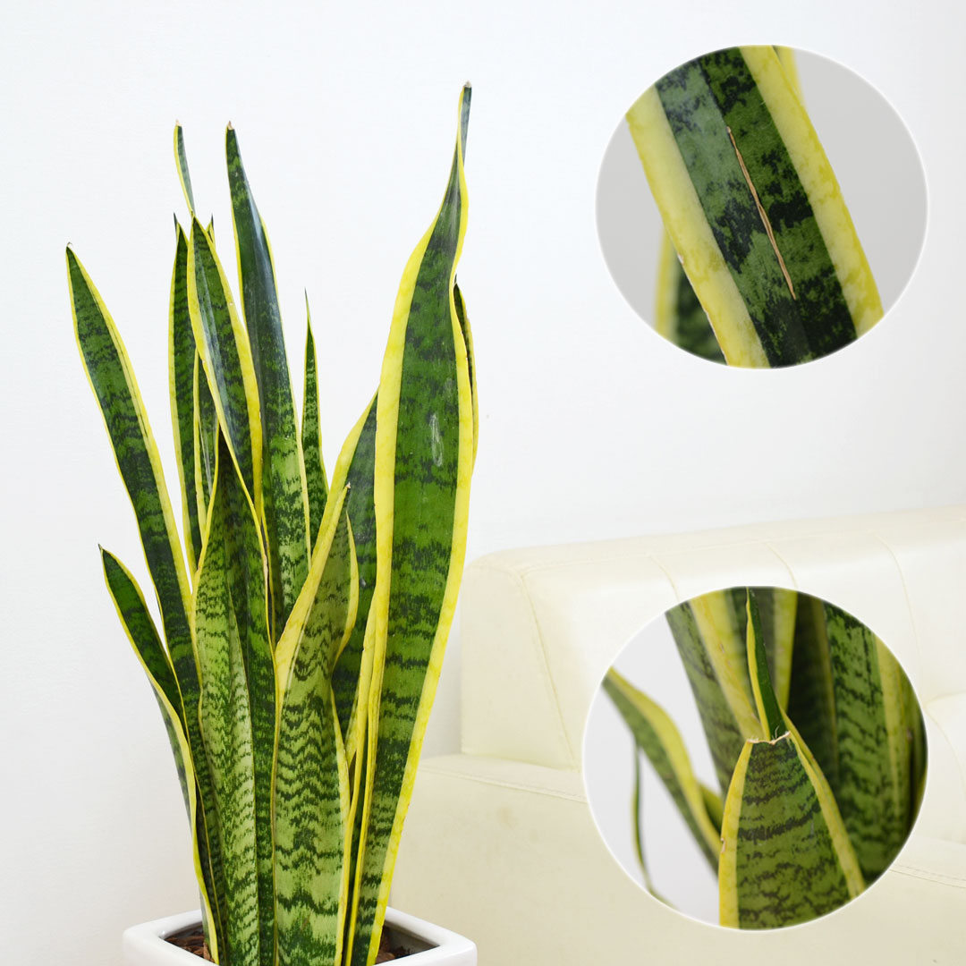 観葉植物 サンスベリア 千段陶器鉢 葉の拡大