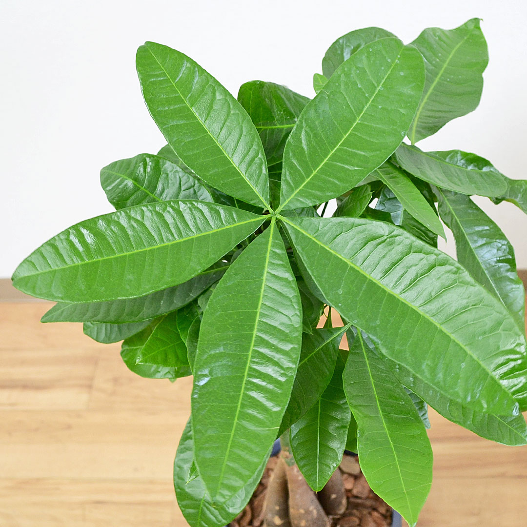 観葉植物 パキラ セメント鉢 7号 葉の拡大