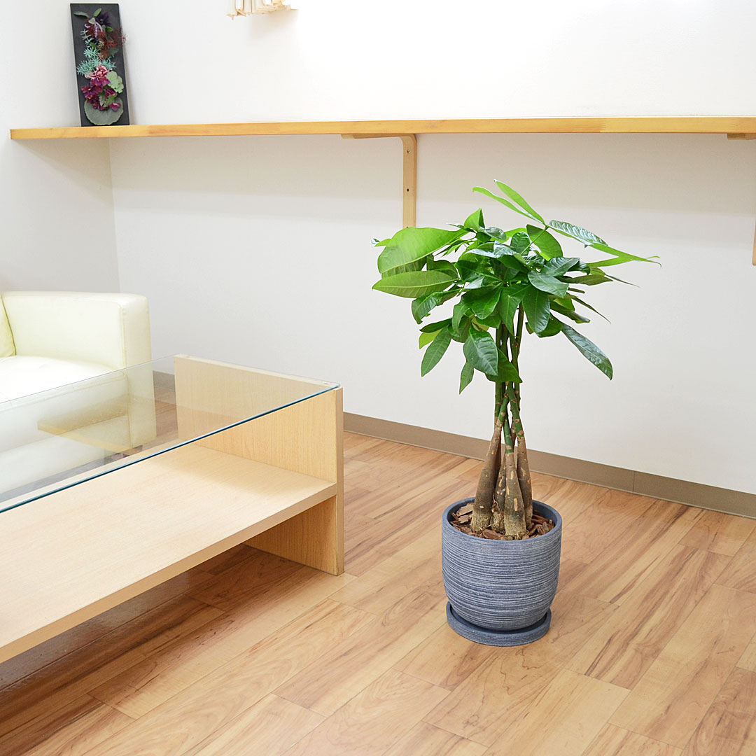 観葉植物 パキラ セメント鉢 7号 イメージ2