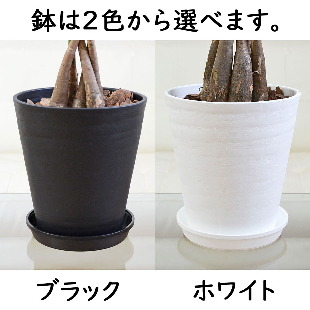 観葉植物 パキラ セラアート鉢 7号 鉢の拡大