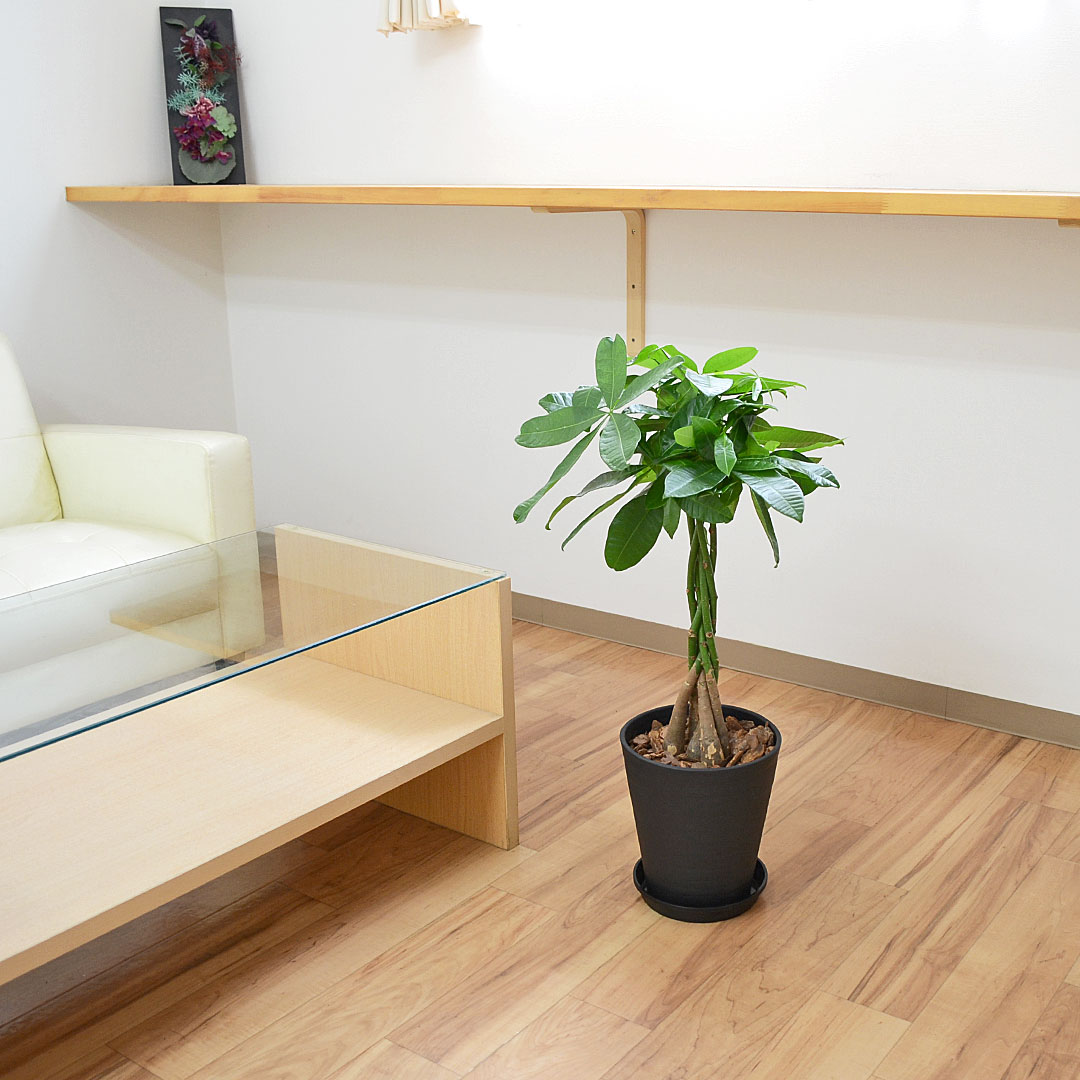 観葉植物 パキラ セラアート鉢 7号 イメージ2