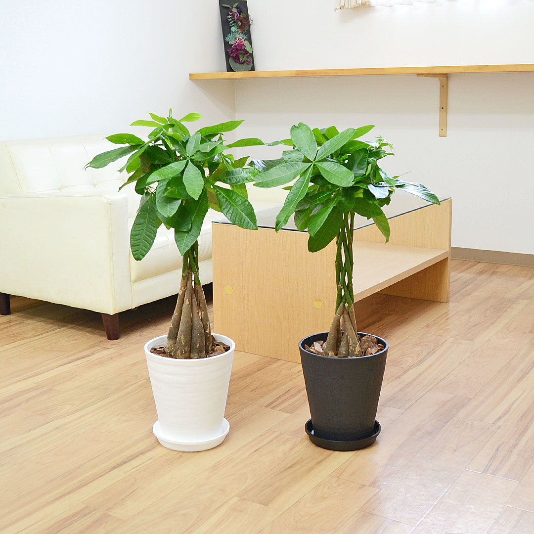 観葉植物 パキラ セラアート鉢 7号 2鉢イメージ