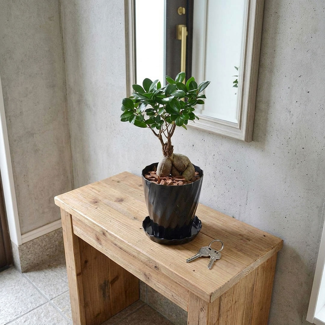 選べる観葉植物 5号 イメージ2